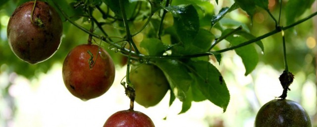 百香果家庭种植方法 教你百香果家庭种植方法