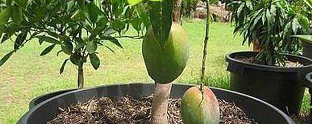 芒果种子怎么种植方法 芒果种子的种植方法