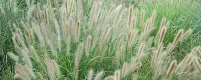 狼尾草的种植方法 狼尾草怎么种