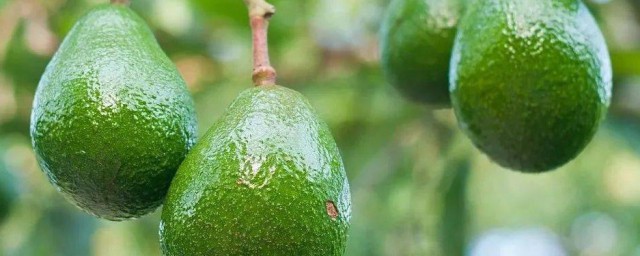 菲油果怎么种植方法 菲油果如何种植