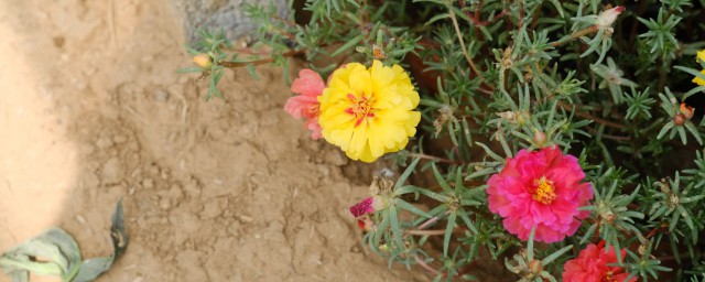 太阳花怎样种植方式 怎样种植太阳花