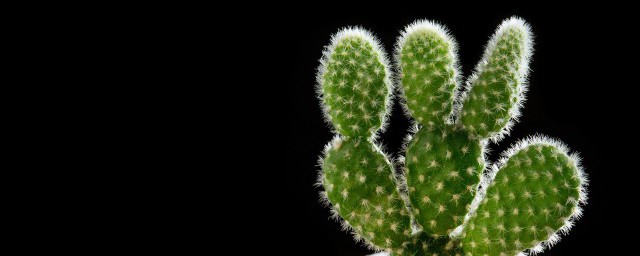 仙人掌如何种植要领 怎么种植仙人掌