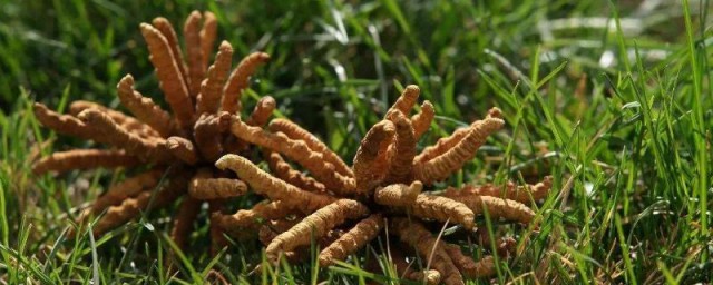 冬虫夏草种植技术技巧 冬虫夏草怎么种植