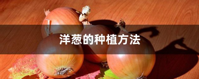 洋葱怎样种植办法如下 洋葱的种植方式