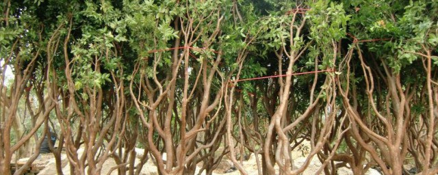 嘉宝果树种植方法 嘉宝果树如何种植