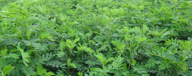 黄芪种植要领 关于黄芪的种植办法