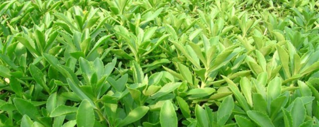 养心菜的种植方法 养心菜的种植方法