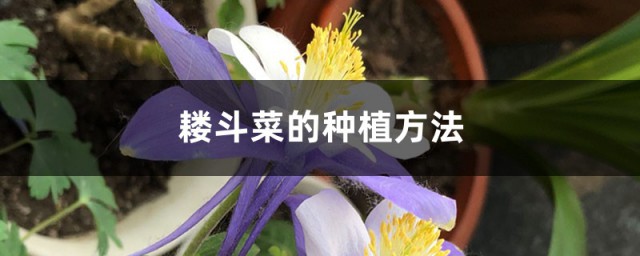 耧斗菜的种植方法 耧斗菜如何种植