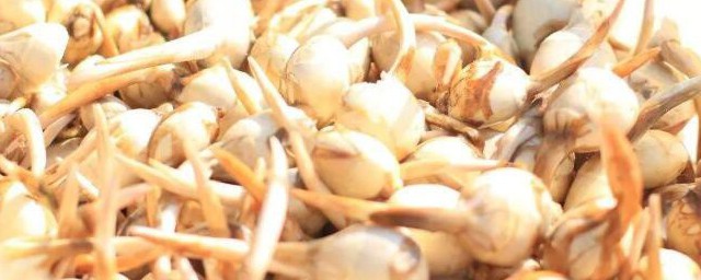 茨菇的种植方法 茨菇如何种植