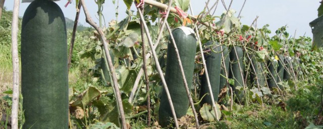 冬瓜的种植时间与办法 冬瓜怎样种植
