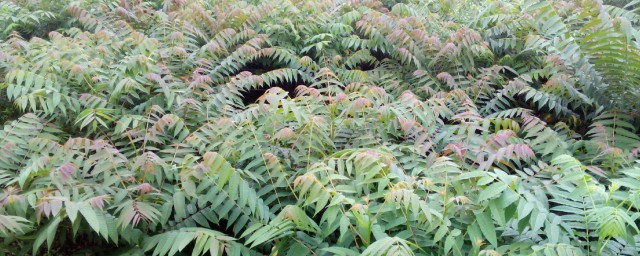 香椿苗的种植方法 香椿苗的种植方法是什么