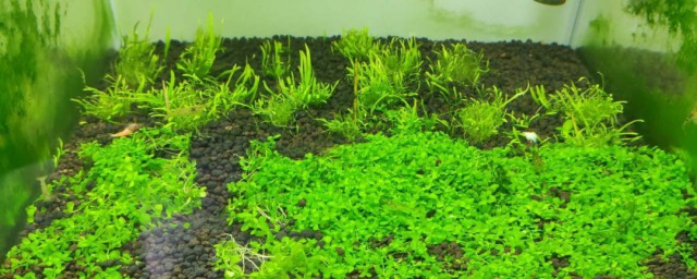 迷你矮珍珠种植方式 怎样种植迷你矮珍珠
