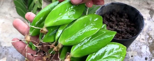 金钱树扦插水培办法 金钱树的水培的办法