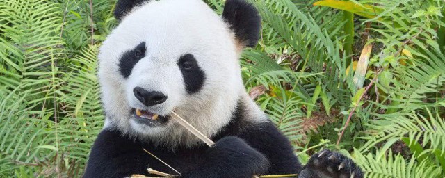 大熊猫的外形特点 大熊猫的外形特点介绍