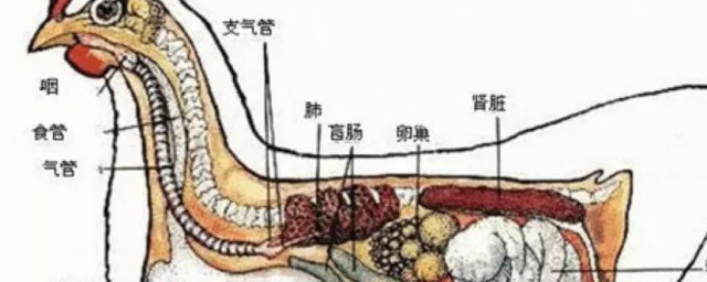 鸡怎样受精 鸡怎么受精