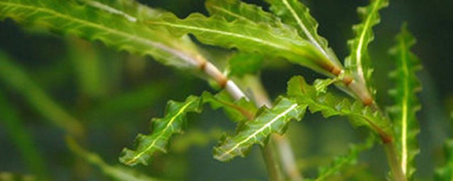 菹草的种植方法 菹草的种植方法简单介绍