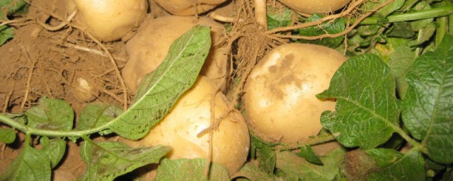 土豆怎么种植方法 土豆种植方法简单介绍