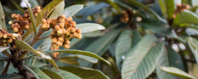 盆栽枇杷种植方法 盆栽枇杷种植方法简单介绍