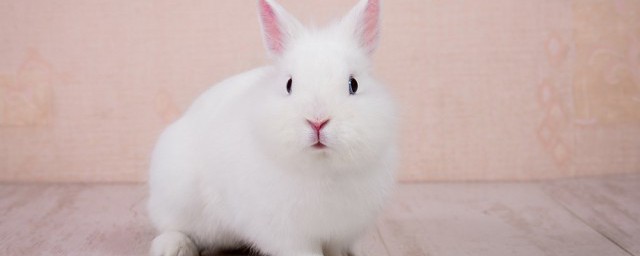 关于兔子的资料 有关兔子的资料