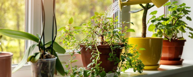 植物手抄报的资料内容 关于植物手抄报的资料内容