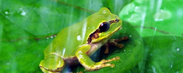 生物有哪些特征 所有生物共有的特征介绍