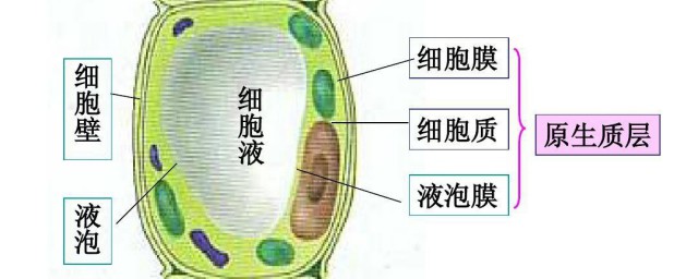 液泡在植物细胞中有分布吗 液泡在植物细胞中有没有分布