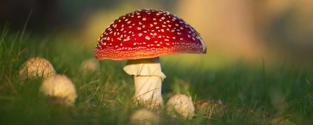 红伞伞白杆杆吃完一起躺板板儿歌 红伞伞白杆杆吃完一起躺板板是什么歌