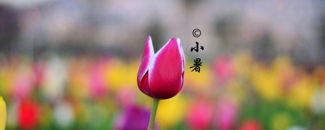 小暑过后的节气是什么 三伏天介绍