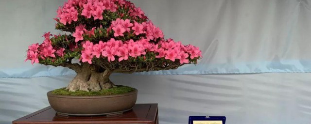 日本杜鹃盆景养殖方法 日本杜鹃盆景种植方法