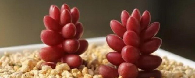 多肉珊瑚珠的养殖方法 多肉珊瑚珠如何养殖