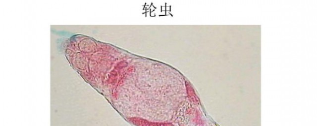 轮虫养殖方法 轮虫的简介