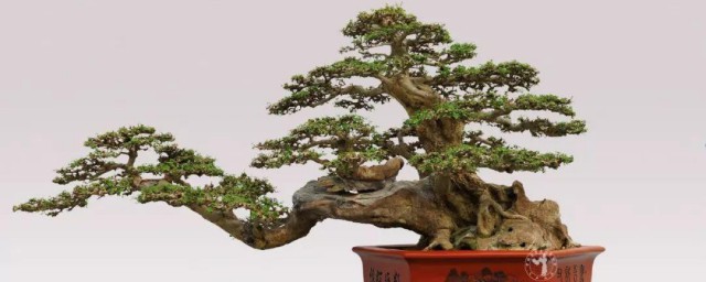 对节白蜡的养殖方法 对节白蜡的养殖方法和注意事项