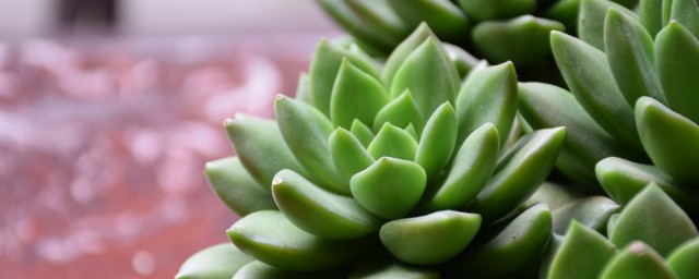 多肉如何移植 多肉移植的要领