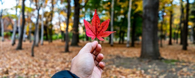 关于秋天的资料50字 秋天的介绍