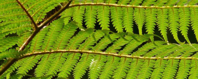 如何观察蕨类植物辨别方向 用植物辨别方向的办法