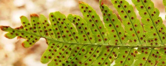 被子植物有孢子囊吗 被子植物是否有孢子囊