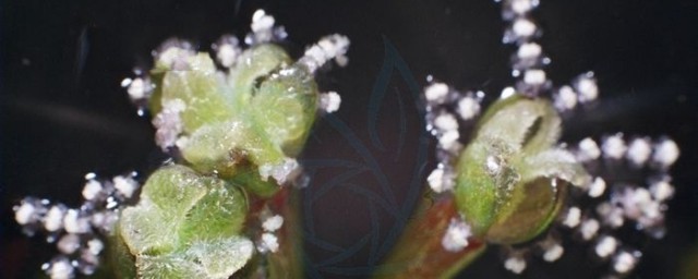 植物如何通过水授粉 水授粉的过程步骤