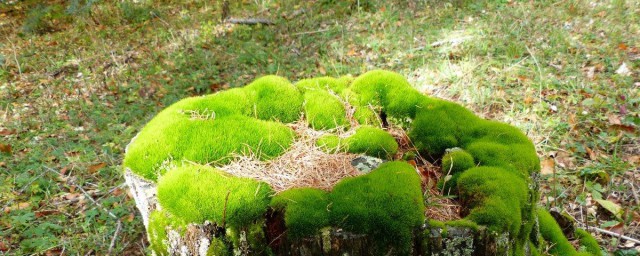 苔藓用植物灯照好不好 苔藓需要有光照吗