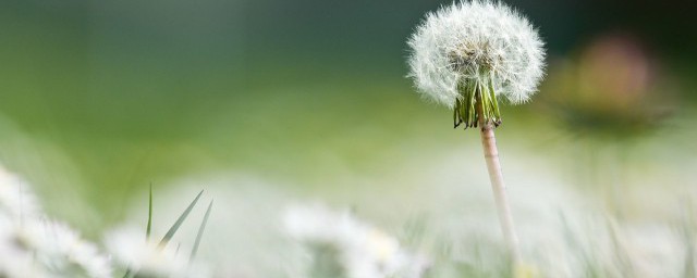 蒲公英的象征人生道理 蒲公英象征的人生道理是什么