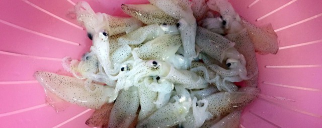 海兔怎么清洗 海兔如何清洗