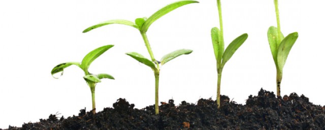 绿色植物的生态功能 绿色植物可以降低噪声