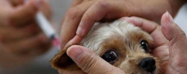 狗狗打疫苗注意事项 狗狗打疫苗注意事项有哪些