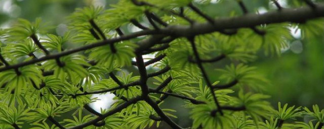 十大珍稀植物 盘点中国十大珍稀植物