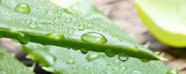 芦荟怎么涂脸上 用芦荟擦脸的正确方法