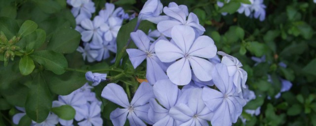 被子植物生活史及主要特点 被子植物生活史及主要特点简单介绍