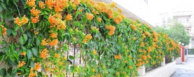 藤科植物是什么 藤科植物介绍