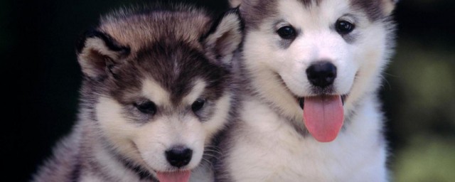 阿拉斯加犬和哈士奇的区别 阿拉斯加犬和哈士奇的区别是什么