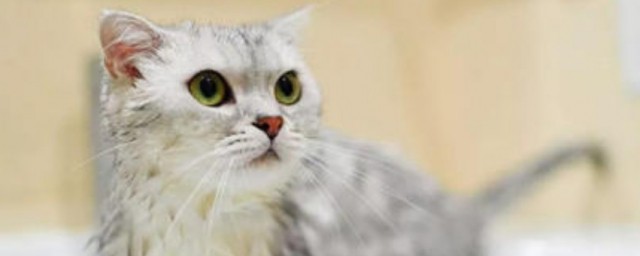 猫咪正常体温是多少度 猫咪正常体温如何测
