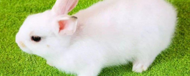 熊猫兔能长多大 熊猫兔简单介绍