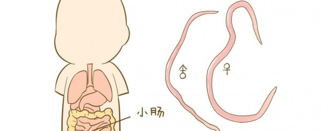 蛔虫和蛲虫有什么区别 蛔虫和蛲虫区别是什么